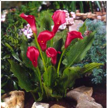 Zantedeschia