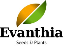 logo Evanthi