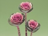 Brassica Oleracea Crane - Pink