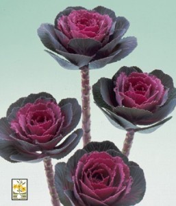 Brassica Oleracea Crane Rose