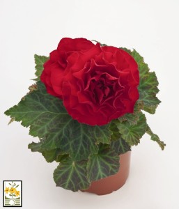 Begonia Tuberhybrida Multiflora New Star Red