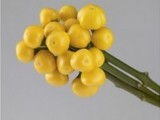 Capsicum Rio - Yellow