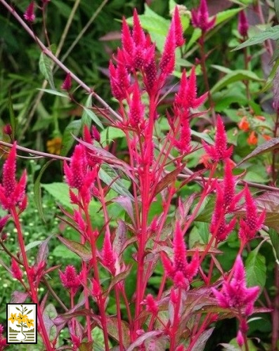 Celosia Spicata - Punky Red