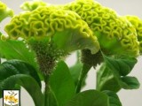 Celosia Spring - Green