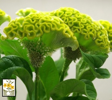 Celosia Spring - Green