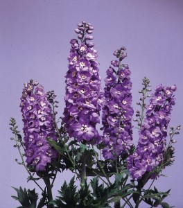 Delphinium Magic Fountains Lavender with White bee