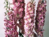 Delphinium Magic Fountains - Lilac Pink with white bee