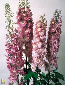 Delphinium Magic Fountains Lilac Pink with White bee
