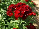 Dianthus - Rosso Pino