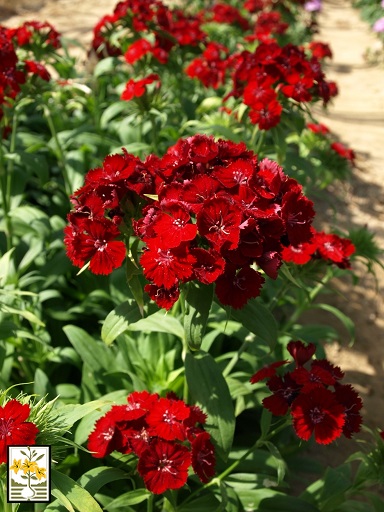 Dianthus - Rosso Pino