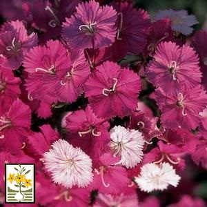 Dianthus Seeds - Rose Magic