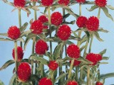 Gomphrena Haag Red