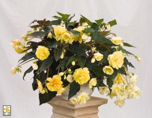 Begonia Tuberhybrida Illuminationpeaches n cream