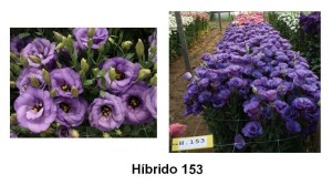 Híbrido153