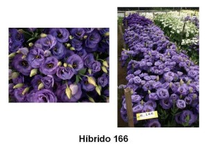 Híbrido166