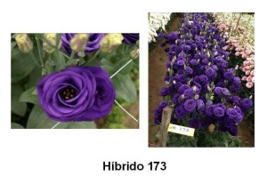 Híbrido173