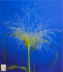Panicum Virgatum Fontaine
