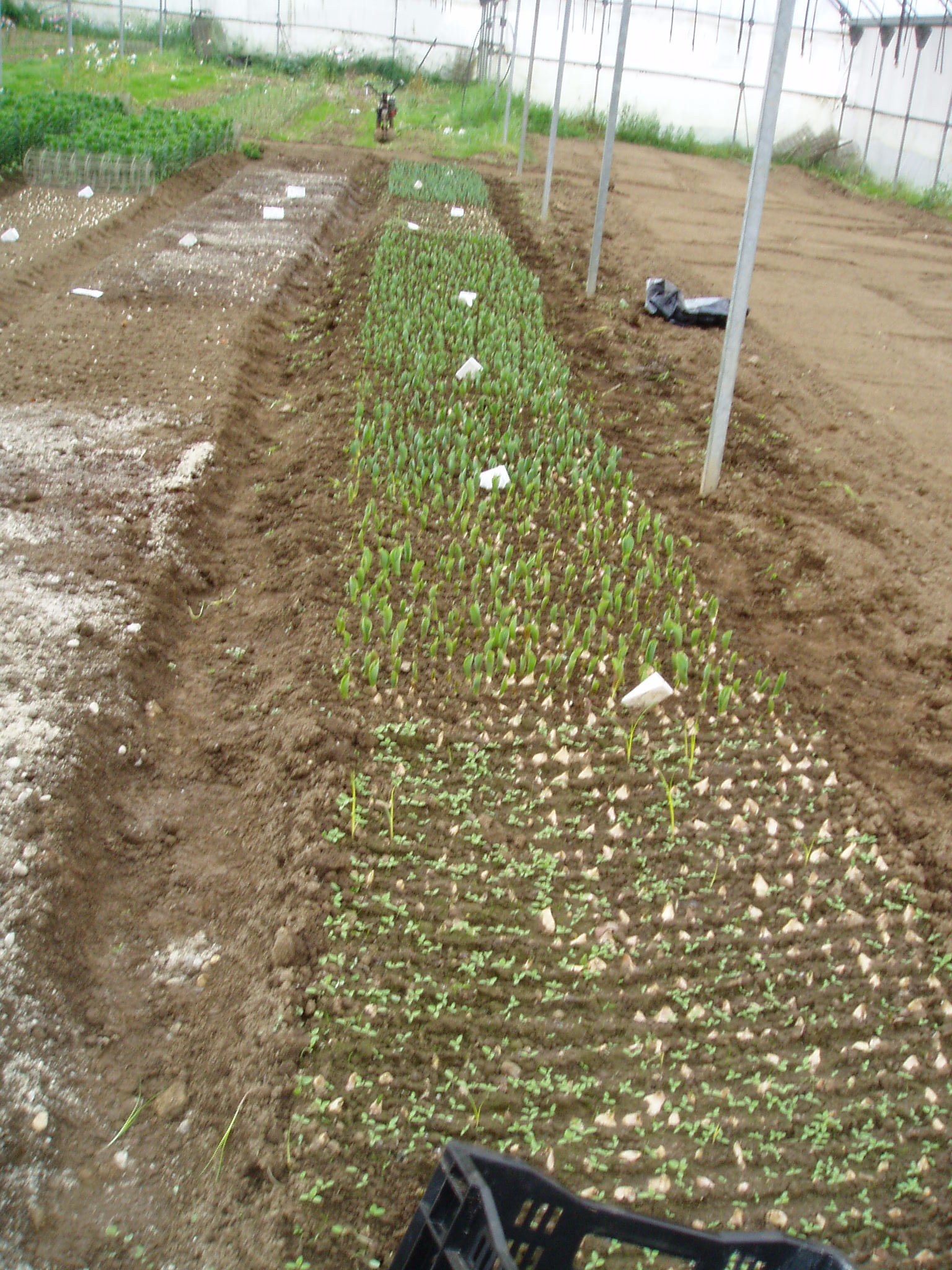 Plantación de tulipan