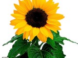 Helianthus Trilly