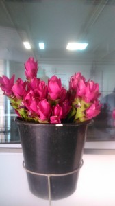 Curcuma Siam Scarlet