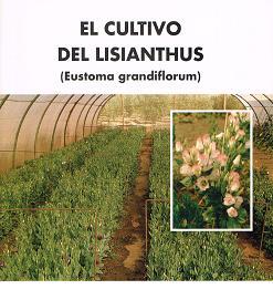 El Cultivo del Lisianthus