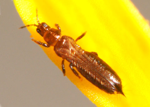 Thrips Adulto