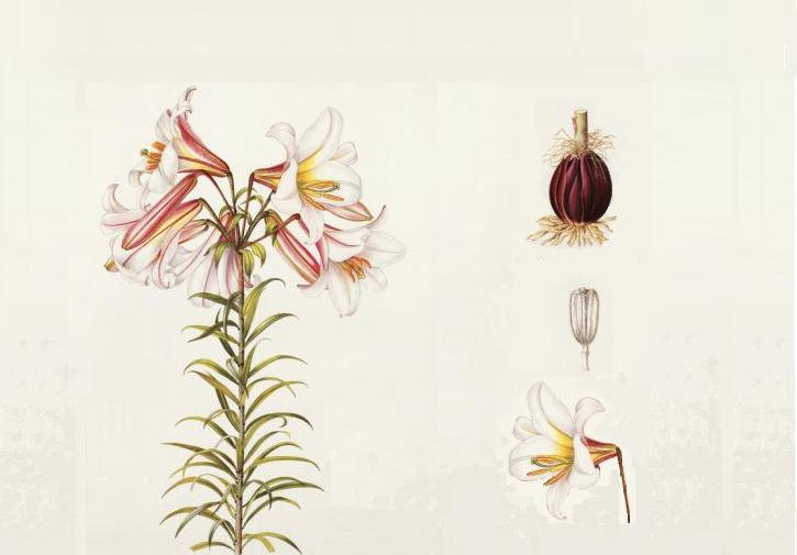 Lilium Regale