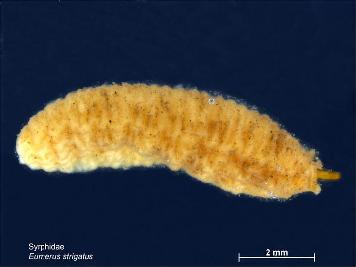 Eumerus strigatus larva