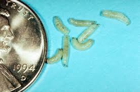 Larva Phorbia Platura Meigen