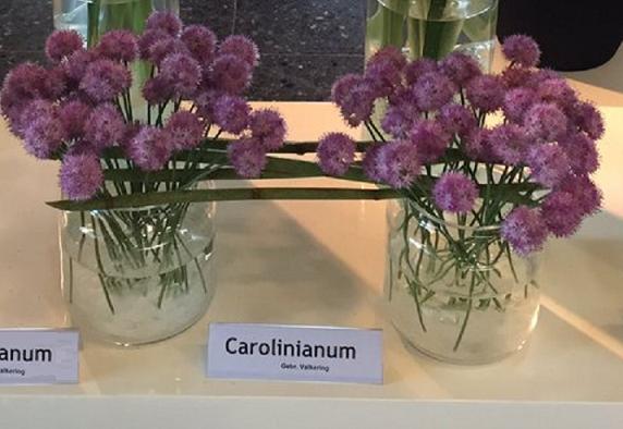 Allium Carolinianum