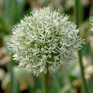 Allium Mont Blanc