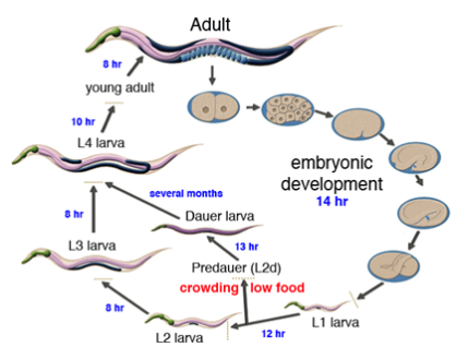 ciclo-de-caenorhabditis-elegans