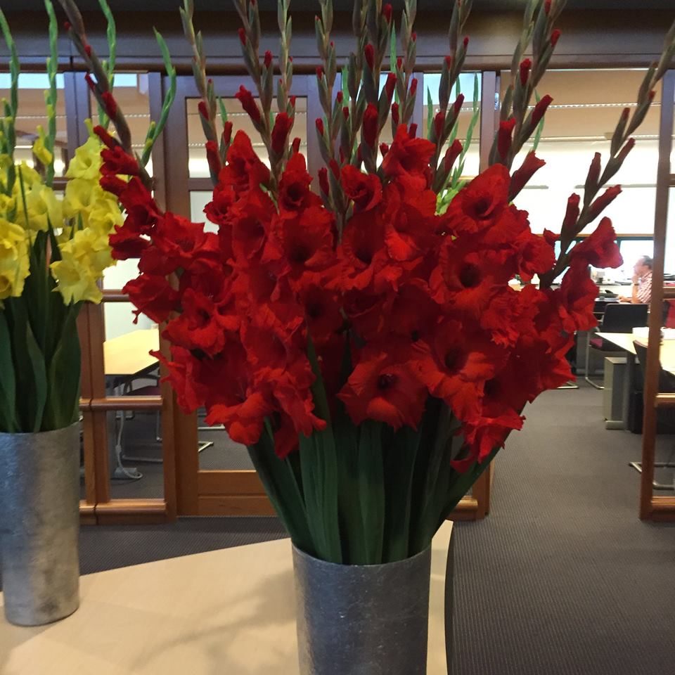 05-381.02 de Prisma Gladiolus mejor novedad de flores grandes