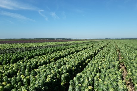 brassica campo