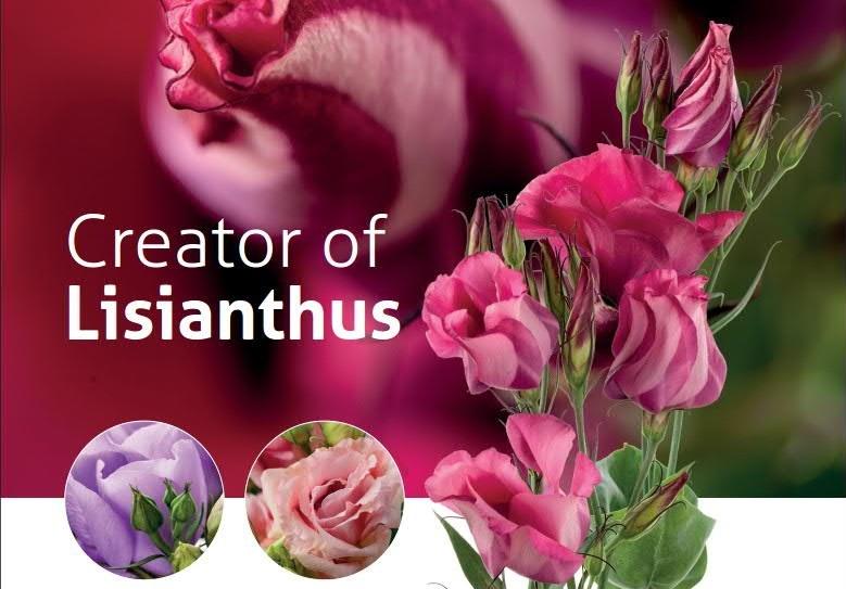 imagen destacada lisianthus