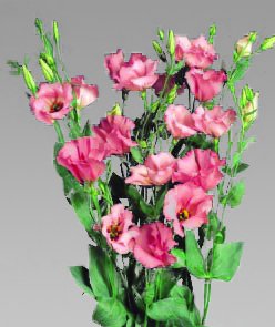 Lisianthus Curly Panther