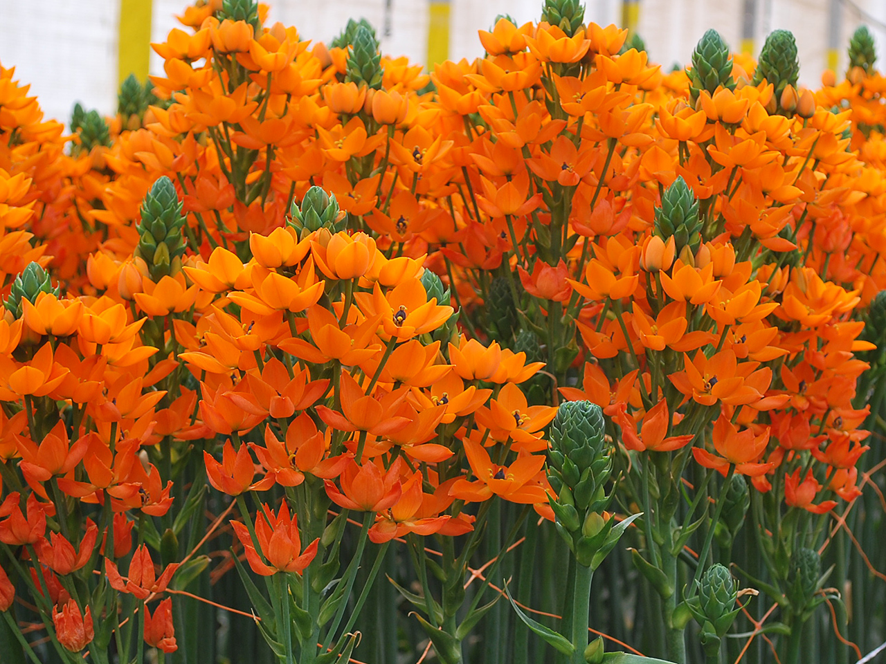 Ornithogalum dubium para flor cortada