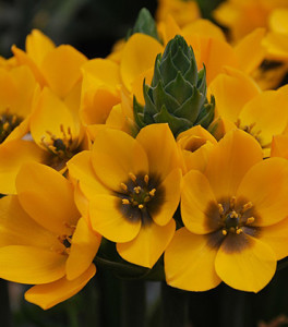 Ornithogalum Dubium Yellow pot