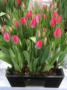 'First Class' de A.N. van Schagen Tulips B.V