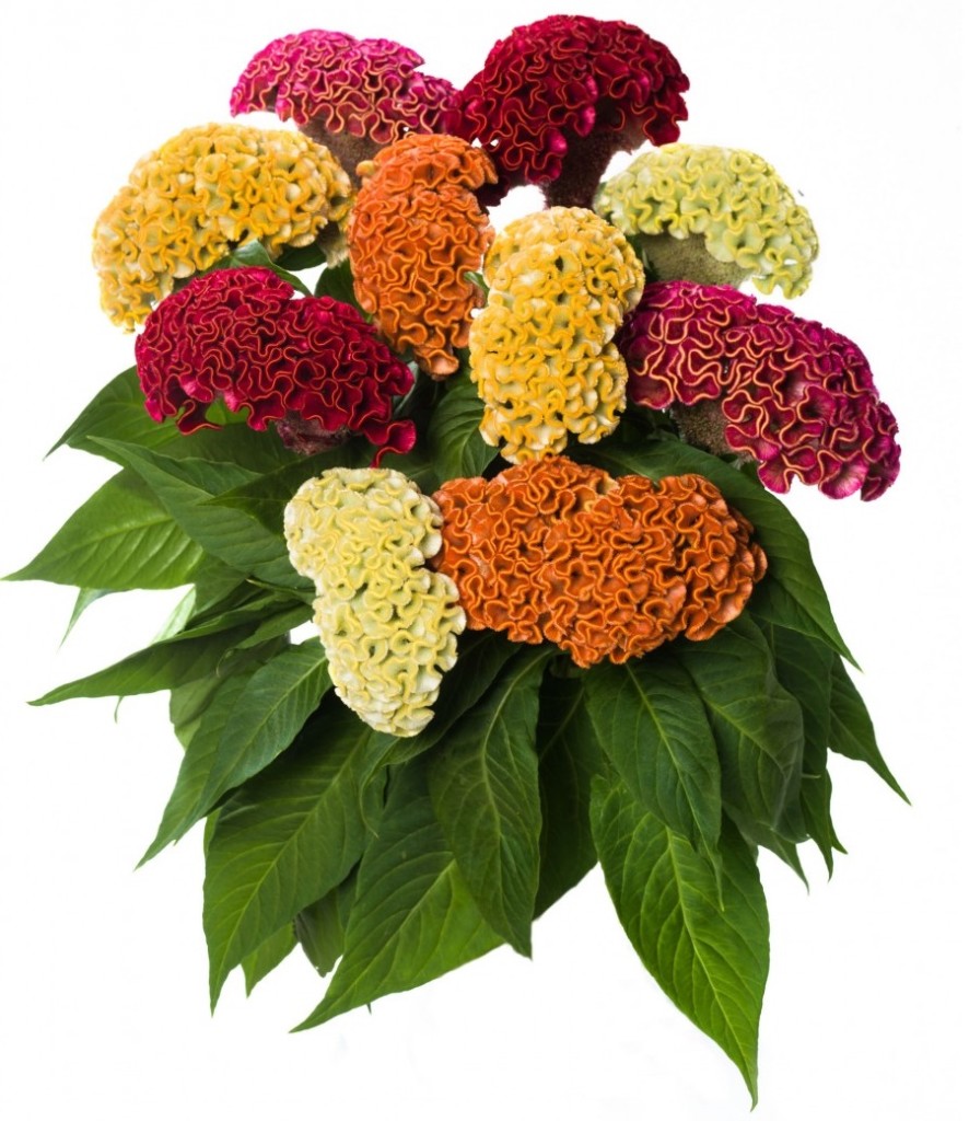 Celosia Serie Act Mix