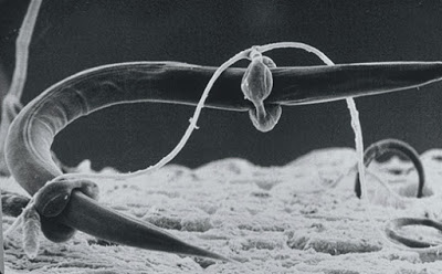 o_hongois depredadores de nematodos