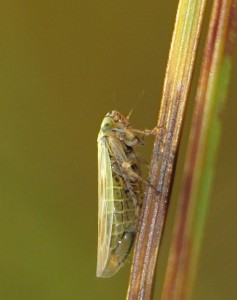 Cicadela Macrosteles sp