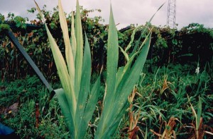 Micoplaspa plantas afectadas