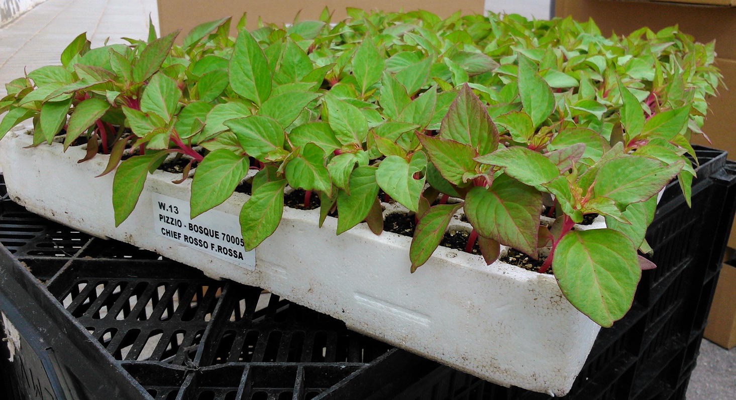 Celosia Chief Rojo Hoja Rosa