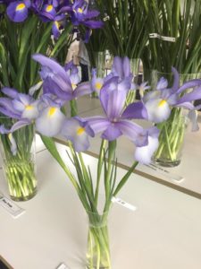 12-75 de Iris Nova