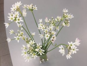 Allium cassium de Sjaak de Groot