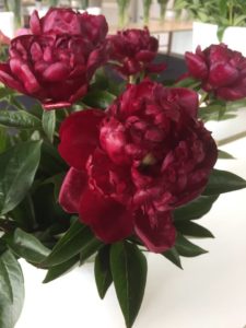 Big Red Boomer Soomer una de las muchas variedades de paeonia