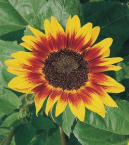 Helianthus Stand Alone Ring of Fire
