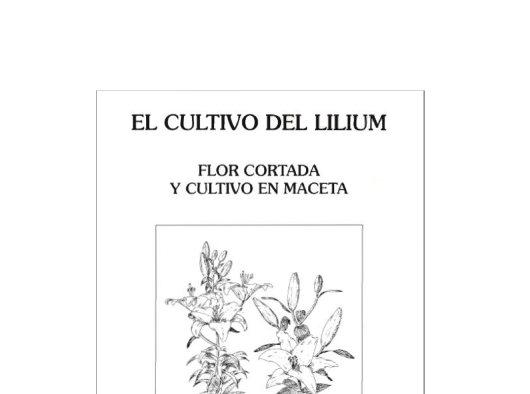 El cultivo de lilium