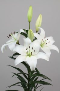 Lilium LA Tayrona